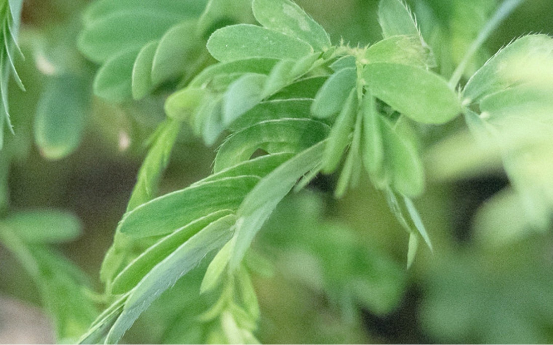 PLANT SCIENCE
