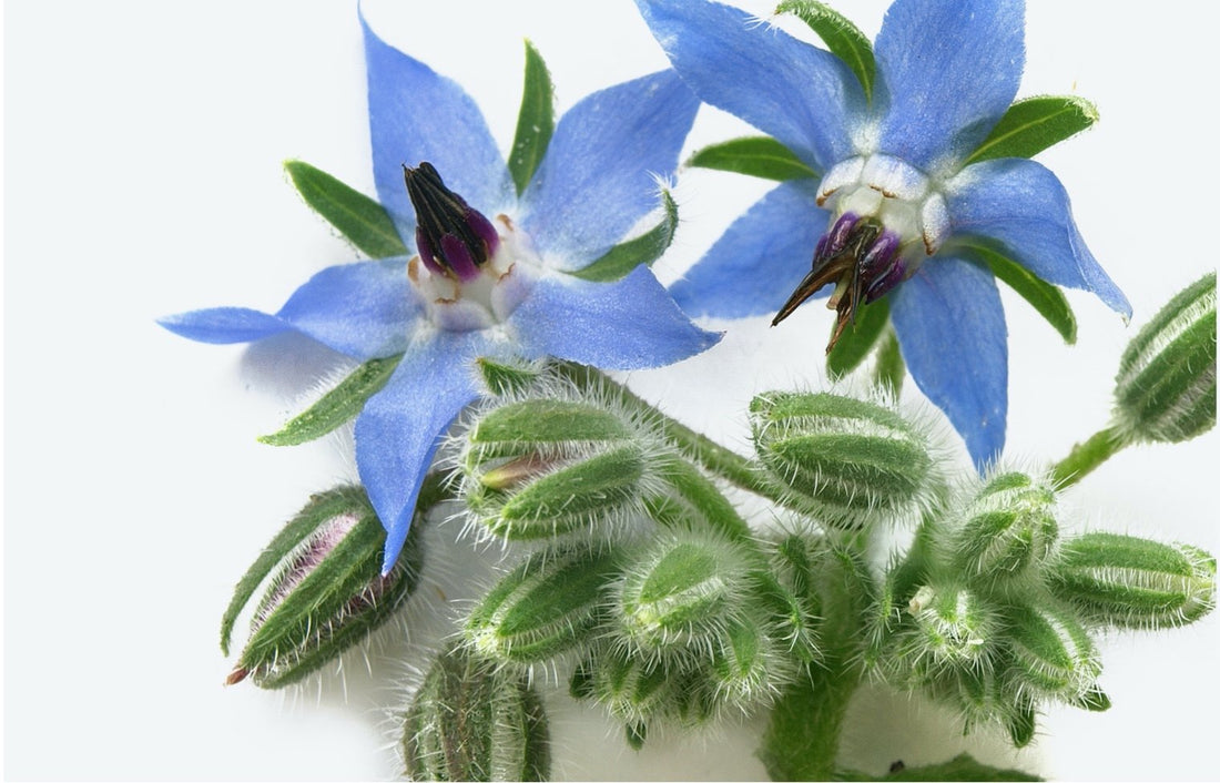WHAT’S IN SKINCARE? Purple flowers.