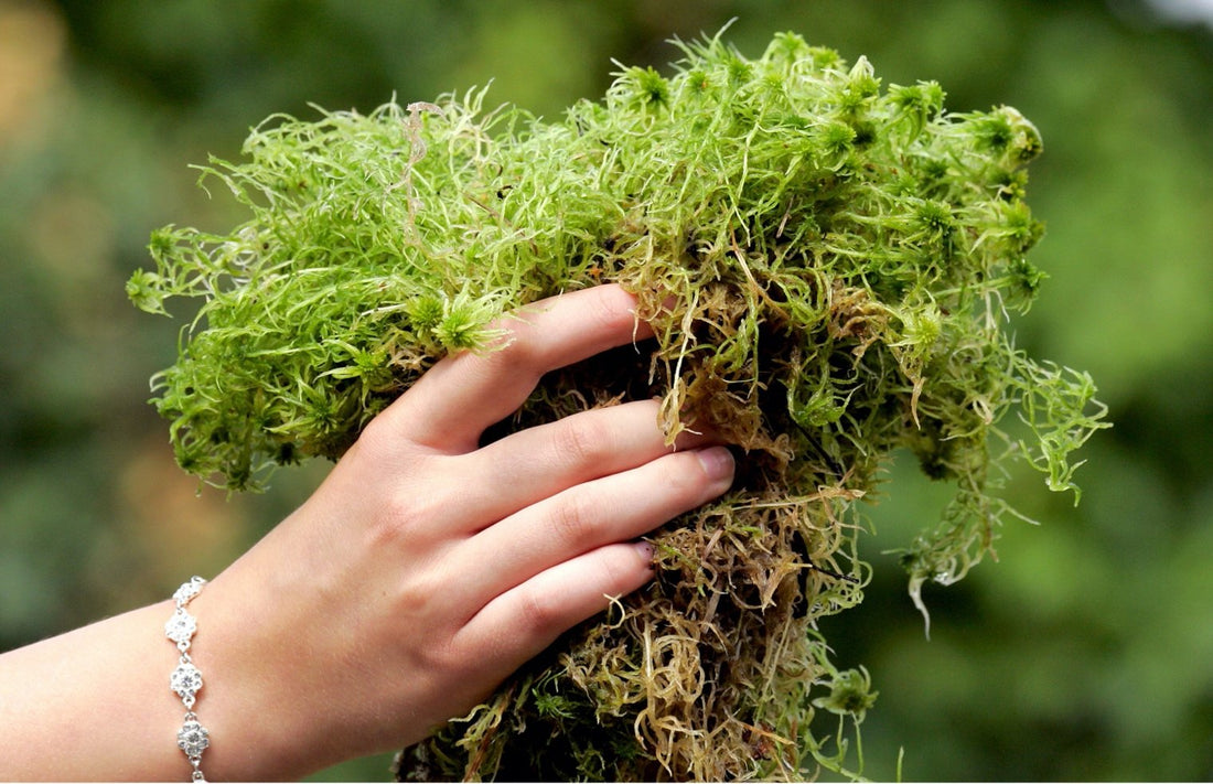 IRISH HERBAL MEDICINE