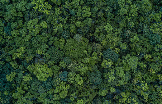 6 Easy Tips For Living Sustainably
